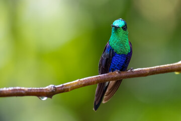 Crowned woodnymph (Thalurania colombica). Colorful, iridescent hummingbird perched on a small, wet branch.