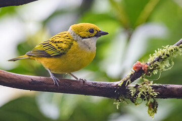 Silver throated Tanager (tangara icterocephala). Small yellow bird perched on a branch with mushrooms and moss in the cloud forest.