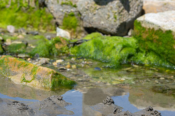 Fototapeta na wymiar Lugworm, arenicola marina, sand casts and Bladderwrack and Gutweed (Ulva intestinalis) seaweed,Bembridge, Isle of Wight