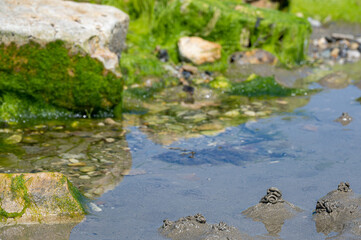 Lugworm, arenicola marina, sand casts and Bladderwrack and Gutweed (Ulva intestinalis) seaweed,Bembridge, Isle of Wight
