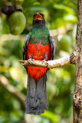 Trogon massena.