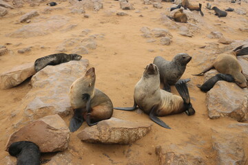 Naklejka premium Phoque