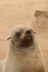 Phoque © Regis Doucet