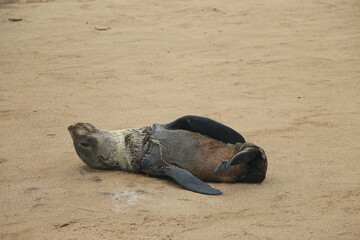 Phoque © Regis Doucet