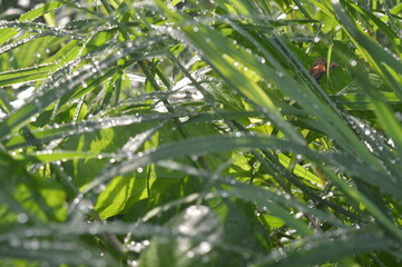 green grass with raindrops in the morning, grass background