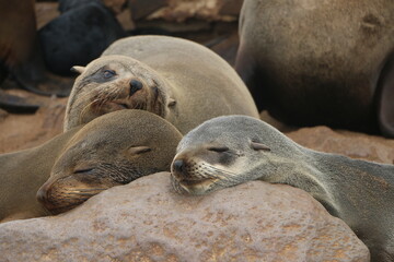 Obraz premium Phoque