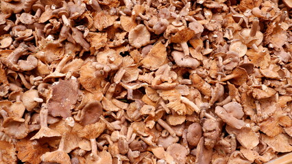 Fresh mushrooms on the counter. Close-up view.  Wall paper. Ordu, Turkey.