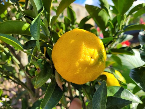 Citron, citron fruit, citron tree, Fruit, Fruit tree