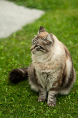 Naklejka na ściany i meble A beautiful Siberian cat sitting on the grass