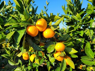 mandarin, tangerine, orange, fruit, food, a tangerine orchard, an orange orchard, an orange plantation