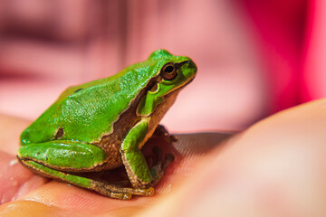 European green tree frog sitting on human arm. Hyla cinerea. Close-up.