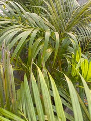 Close up shot of plant in the morning and bright sunshine and sky in the background.