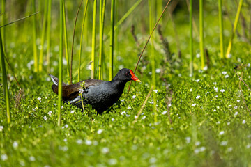 moorhen on grass