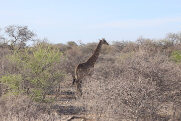 Girafe