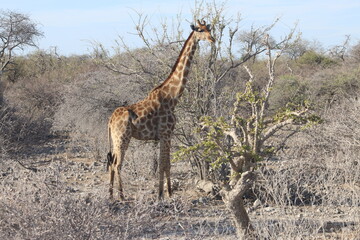 Girafe