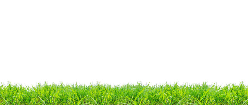green grass isolated on white background © STOCK PHOTO 4 U