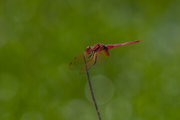 red dragonfly resting on a leaf