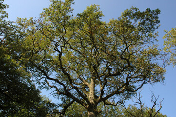 Chêne pédonculé, Quercus robur