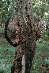 Chéne liege , Quercus suber