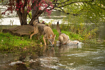 Coyotes by the water