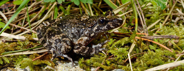 Korsischer Scheibenzüngler // Corsican painted frog (Discoglossus montalentii) - Korsika, Frankreich