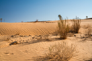 Naklejka premium Views of the desert, Douz region, southern Tunisia