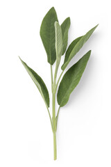 fresh twig of sage with several leaves, herb, medical plant, tea or essential oil themed design element - isolated over a transparent background, top view / flat lay with a subtle shadow