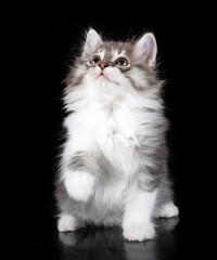 Kurilian Bobtail in studio