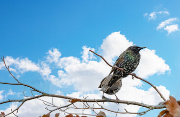 European Starling -Sturnus vulgaris Food week before departure south,Brønnøysund,Helgeland,Nordland ,Norway,scandinavia,Europe