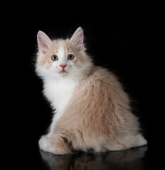 Kurilian Bobtail in studio