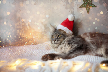 Cute maine coon kitten or cat in Santa Claus hat against blurred Christmas lights, copy space,...