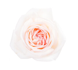 White rose with a pale pink center isolated on white background