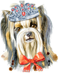 Watercolor portrait of yorkshire terrier breed Dog in silver crown.