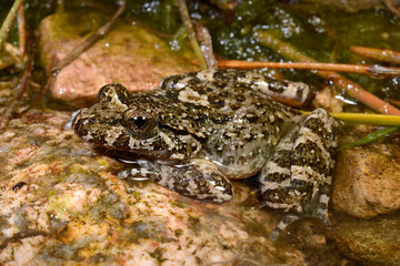 Discoglosse de Montalent // Corsican painted frog // Korsischer Scheibenzüngler (Discoglossus montalentii) - Corse, France