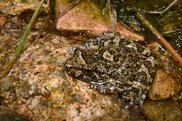 Corsican painted frog // Korsischer Scheibenzüngler (Discoglossus montalentii) - Corsica, France