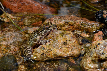 Corsican painted frog // Korsischer Scheibenzüngler (Discoglossus montalentii) - Corsica, France