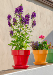Vertical Flowers on a colorful pots at La Jolla in California
