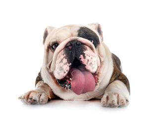 Fototapeta premium english bulldog in studio