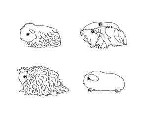 Guinea pig breeds in line style. Pet rodents collection and icons. Isolated vector black line, curly, peruvian, self, merino