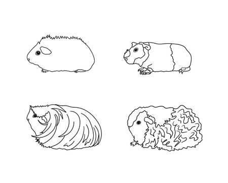 Guinea pig breeds in line style. Pet rodents collection and icons. Isolated vector black line