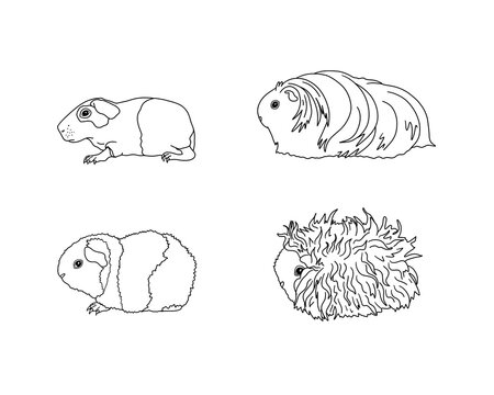 Guinea pig breeds in line style. Pet rodents collection and icons. Isolated vector black line, baldwin, silkie, American teddy, Lunkaria