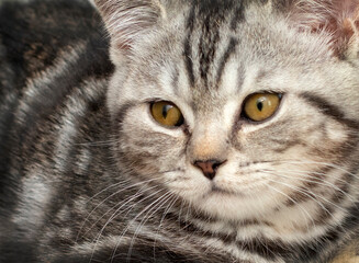 A purebred British shorthair kitten with black and white fur. Close-up. Big yellow eyes. The cute kitten is 4 months old.