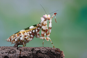 Spiny Flower Mantis (Pseudocreobotra wahlbergii) is a beautiful and colorful flower mantis.