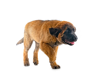 Obraz premium puppy Leonberger in studio