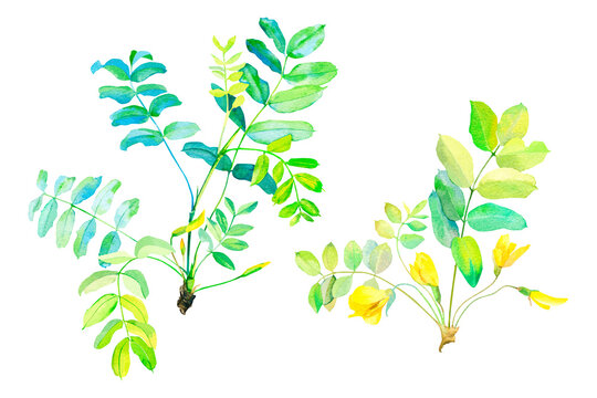 Watercolor branch of yellow acacia with leaves and flowers