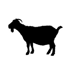 silhouette of a goat