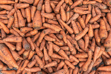 Annual autumn agricultural fair. Heap of ripe red carrots. Textured surface or background.