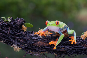 Red-eyed Tree Frog (Agalychnis callidryas) on brown leaf.
