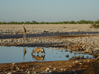 antilope © Regis Doucet