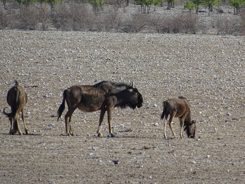 antilope